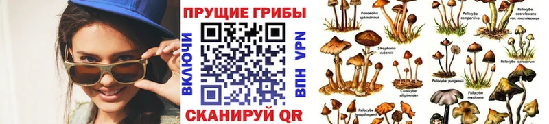 Псилоцибиновые грибы прущие грибы  Купить  Полевской 